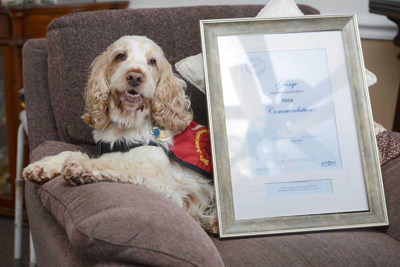 El peludo amiguito ahora posee el Reconocimiento a Animales que han Salvado o Enriquecido las Vidas de sus Compañeros.