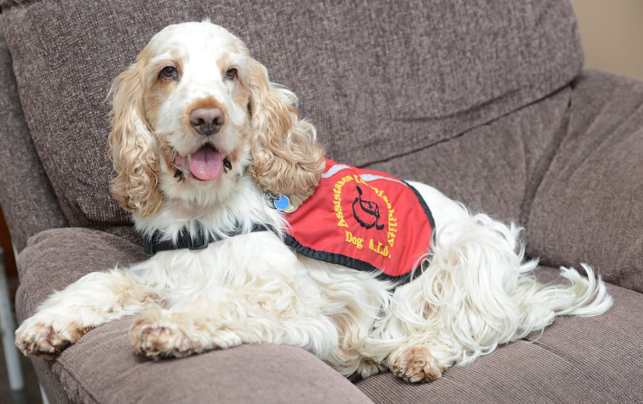 People’s Dispensary for Sick Animals, PDSA, le otorgó un galardón por lo que hizo.