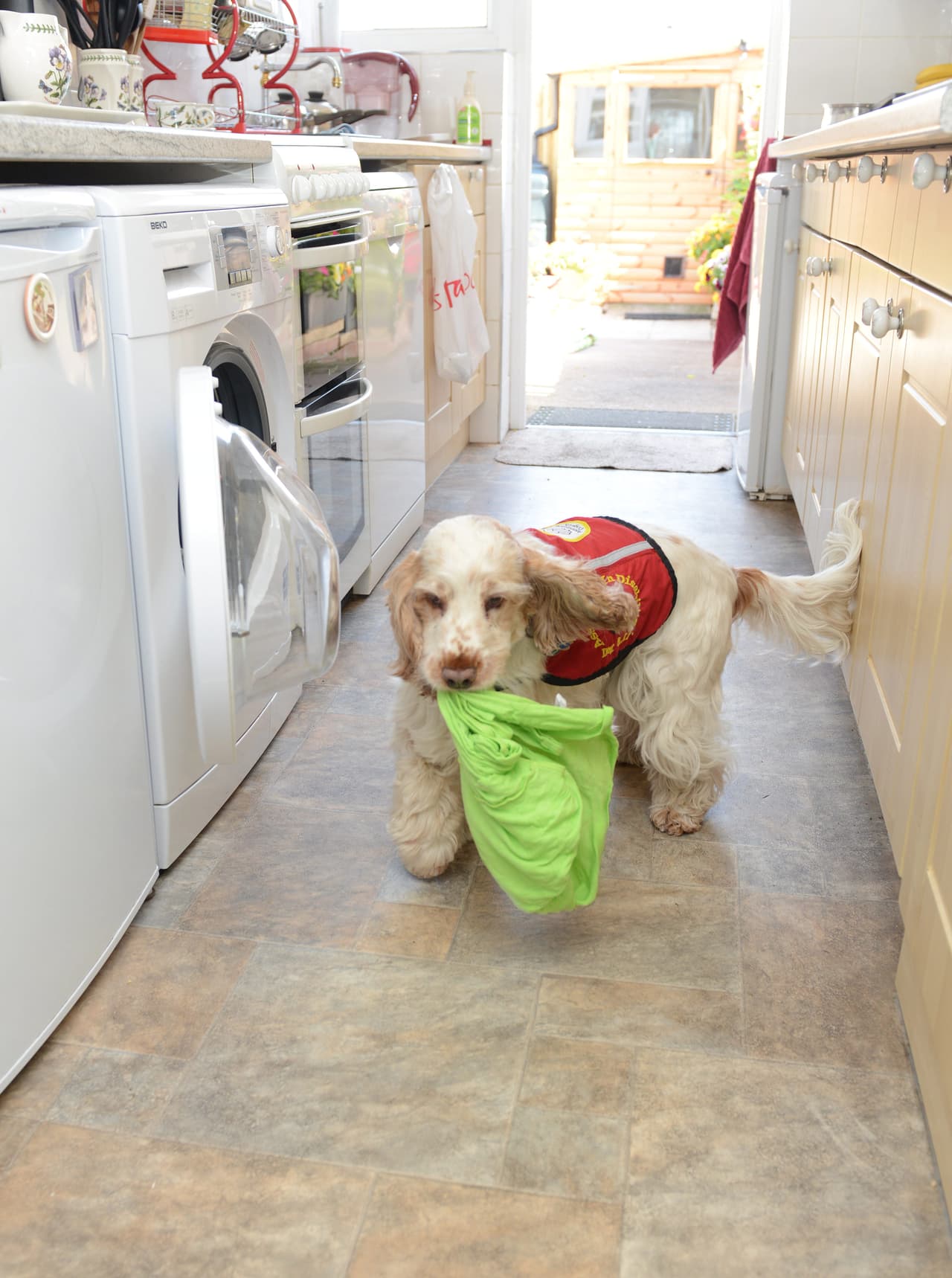 El Spaniel buscó ayuda e inmediatamente corrió hacia Anita, para intentar estabilizar su temperatura.