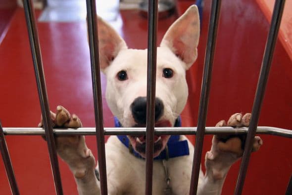 No todos los sitios son seguros si decides comprar, y muchas veces al comprar estás contribuyendo al maltrato animal, aunque lo hagas sin intención.