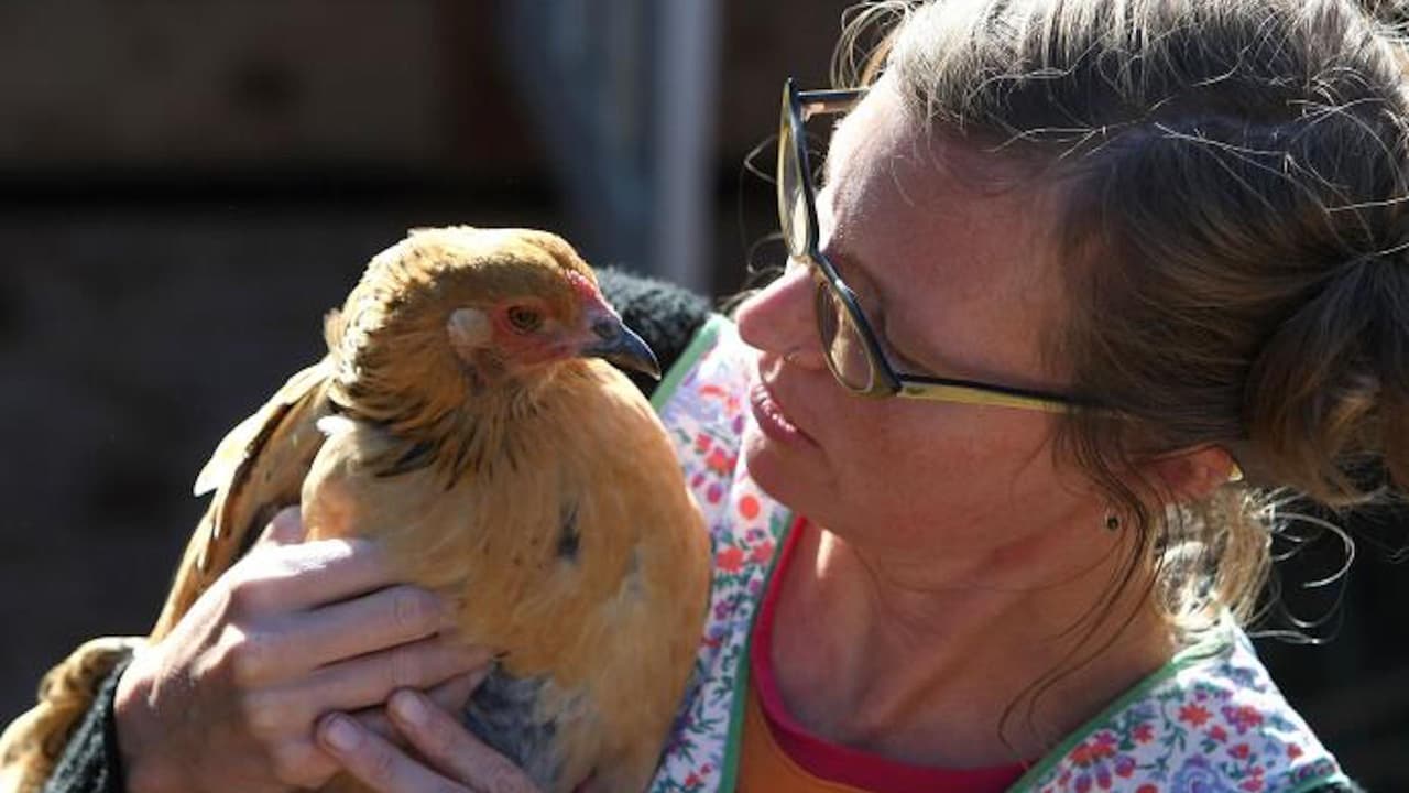 Aves de corral serían las culpables de nuevo brote de salmonela, pero ¿Qué es y cómo evitarla?
