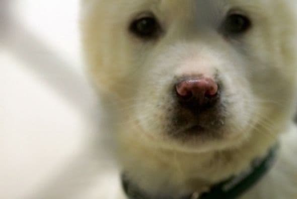 Ahora les espera una nueva vida en Estados Unidos, donde fueron trasladados.