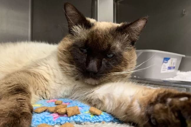 Ataques contra gatos en Oakland: ofrecen $10,000 para dar con los responsables