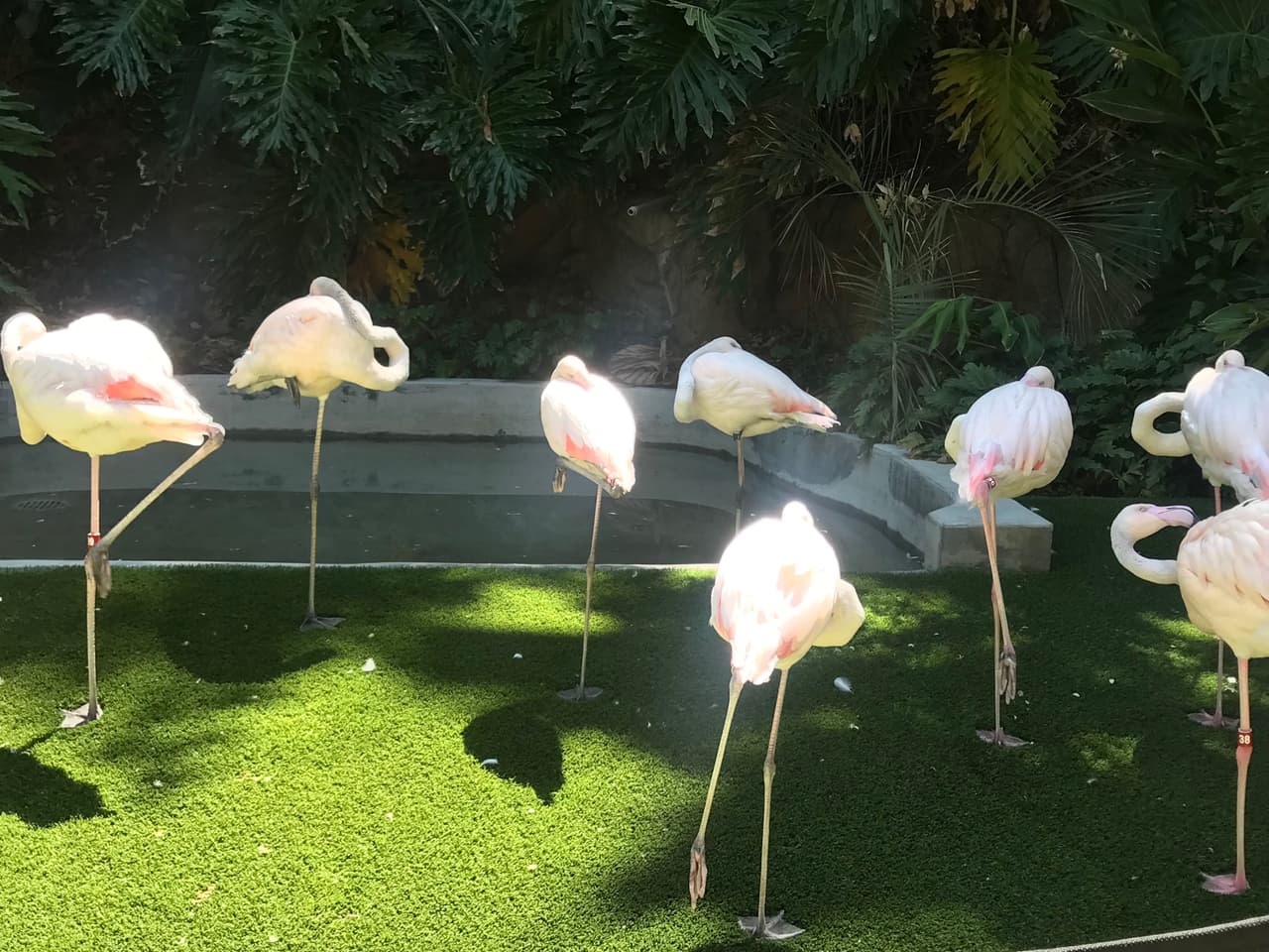 Y hasta puedes tener una experiencia interactiva en el espacio "Flamingo Mingle". Aquí podrás experimentar contacto directo con las exóticas aves y hasta apender un poco sobre su extraordinario equilibrio, digno de comparar con verdaderos expertos en yoga.