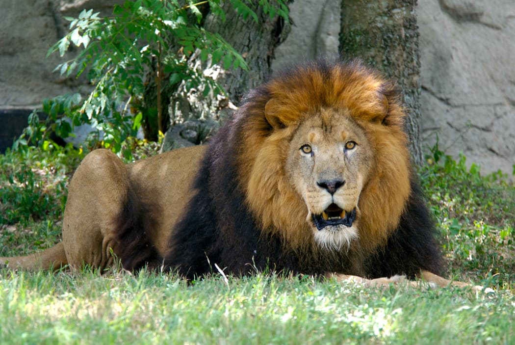 Jonathan fue traído al zoológico de Houston en 2006 y vivió la mayor parte de su vida allí. El león había sido rescatado de un dueño particular cuando tenía pocos años de edad.