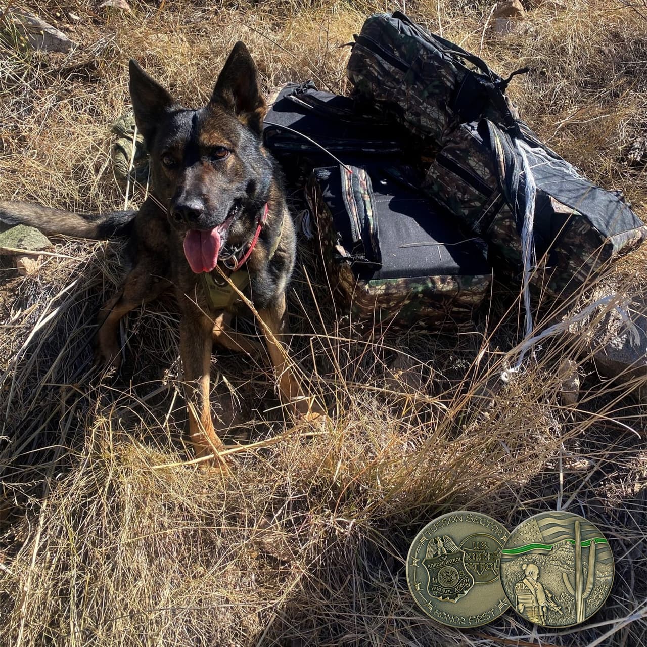 Con la imagen de un agente K9, John Modlin, jefe de la Patrulla Fronteriza en el Sector Tucson, destacó que en cuestión de horas se realizaron más de 1,700 encuentros, 65 rescates, cuatro eventos de narcóticos, nueve de contrabando y la detención de siete migrantes criminales.