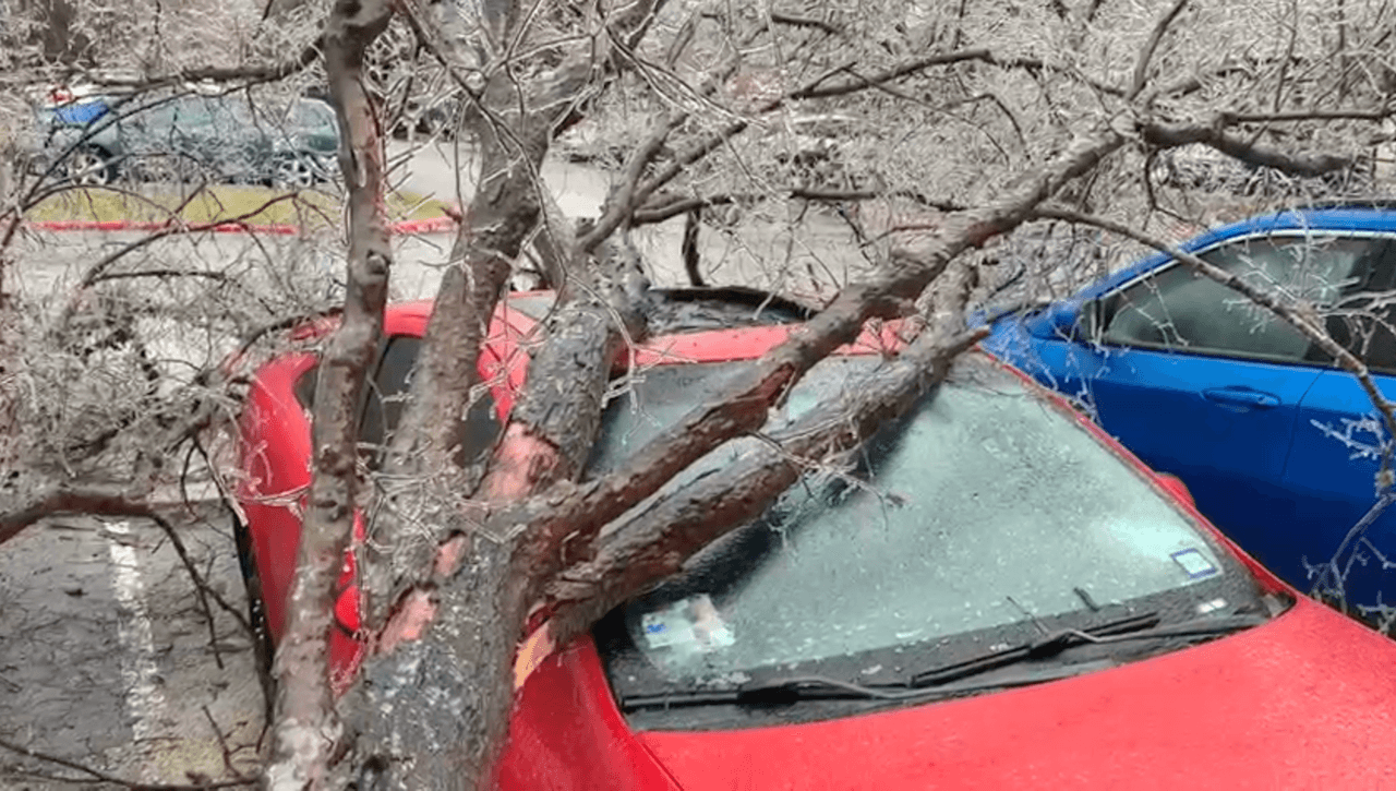 Los árboles cayeron sus parabrisas y cristales traseros.