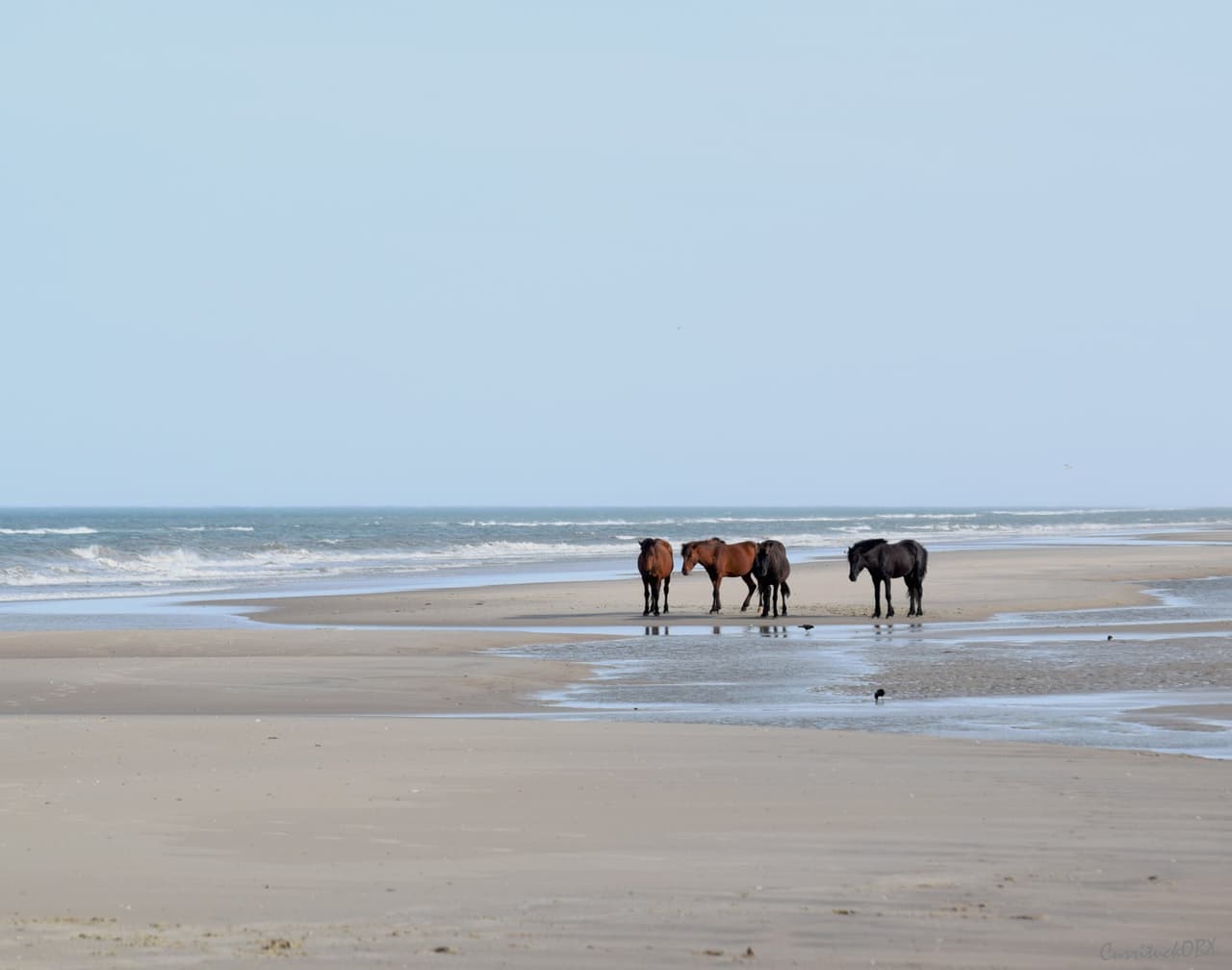 <b><a href="https://www.visitcurrituck.com/things-to-do/beaches/">Currituck Beach (Corolla):</a></b> con vistas a la vasta extensión que es el Océano Atlántico, encontrarás las playas de Corolla y Carova en el norte de Outer Banks de Currituck: más de 20 millas de paisajes marinos remotos azotados por el viento donde puedes disfrutar paseando a lo largo de una costa virgen, buscando conchas o simplemente relajándose bajo el sol con un buen libro.