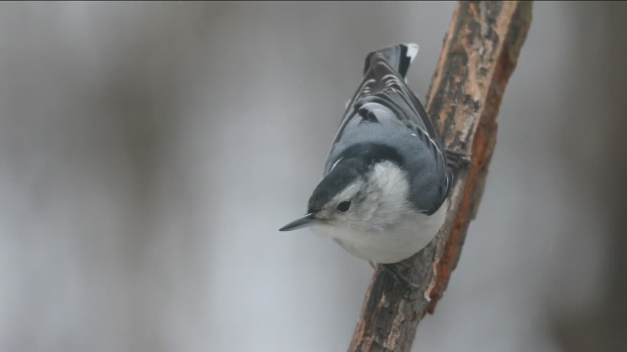 Biodiversidad: Especies en peligro de extinción, una preocupación latente en California y todo el mundo