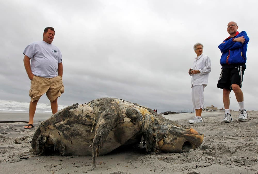 Aparecen cientos de tortugas muertas en las playas de Florida (y los científicos no saben bien por qué)