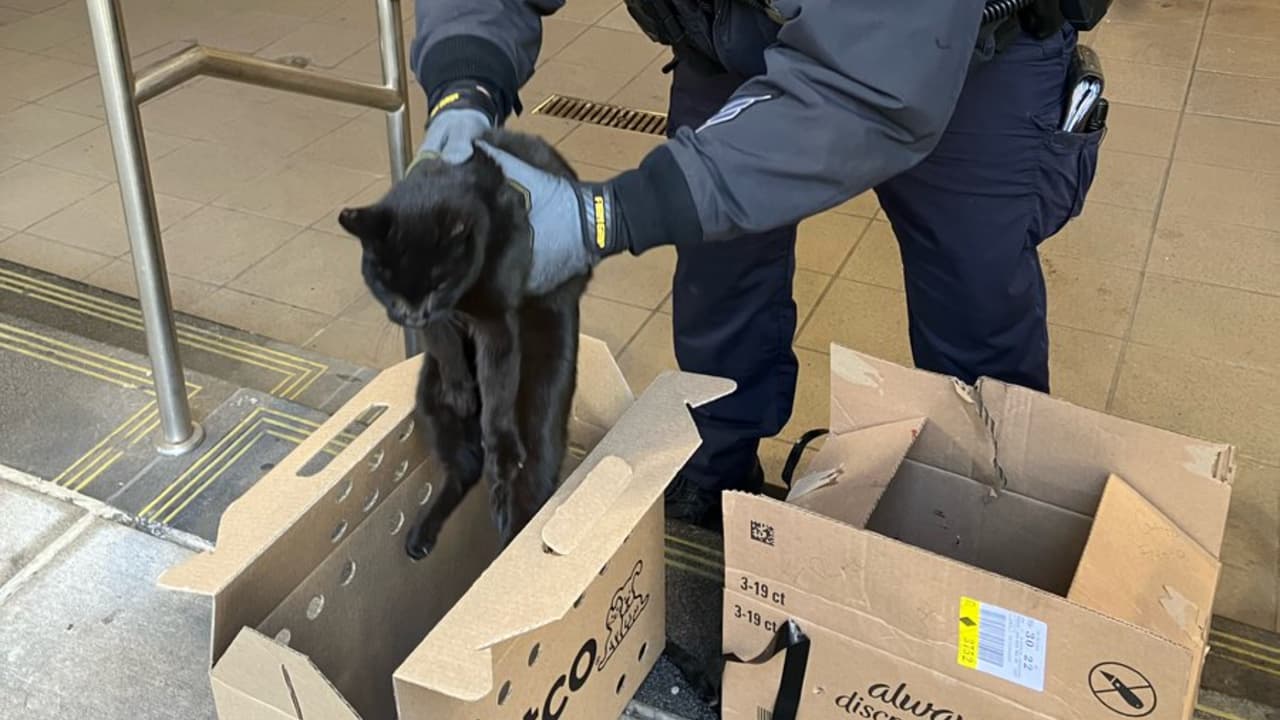 Rescatan a una gata abandonada en el metro de NY; tenía atada una boa de plumas