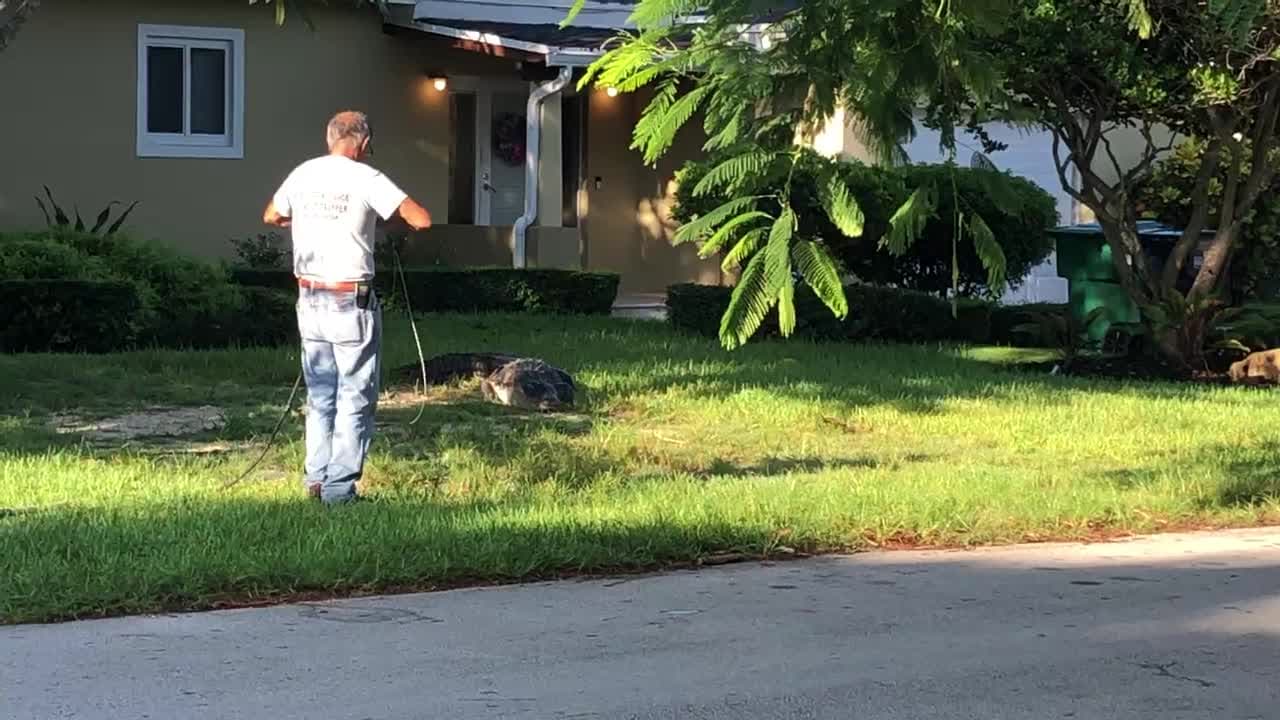 La Comisión utiliza especialistas en atrapar estos lagartos en todo el estado, para que se lleven los que se considera que pueden representar una amenaza para el público, las mascotas o las propiedades.
<br>