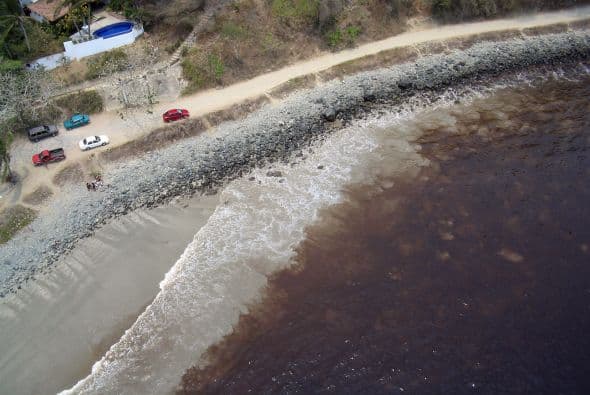 Qué es y dónde se encuentra la tóxica marea roja que está afectando las costas de Florida