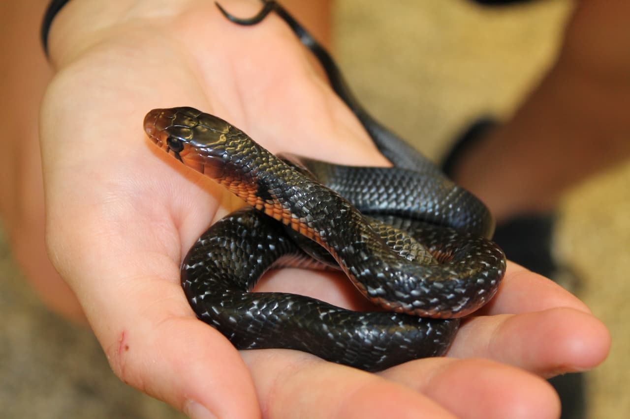 Uno de los elementos de presa preferidos de la índigo son las serpientes cabeza de cobre (
<i>Agkistrodon contortrix</i>). La cabeza de cobre es una serpiente venenosa, y es responsable de más mordeduras de serpiente en el sureste de Estados Unidos que cualquier otra serpiente. Cada vez se obsevan más serpientes cobre en EEUU y los científicos especulan que estos aumentos podrían deberse a la ausencia de la una vez predominante serpiente índigo. Esta es una serpiente índigo juvenil criada durante el proyecto de conservación.