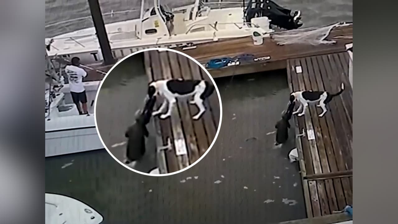 Cocodrilo ataca a un perro en un muelle de Florida