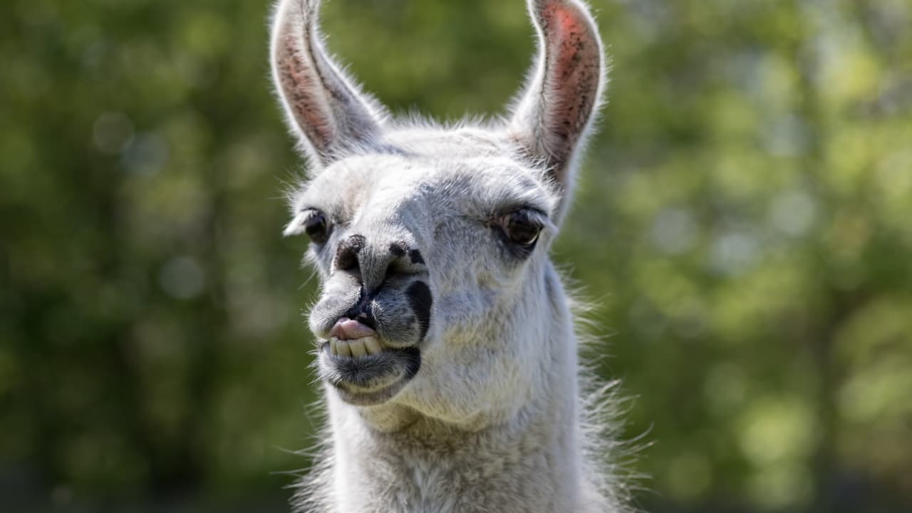 Personas que asisten en la fecundación in vitro en reses y otras especies.