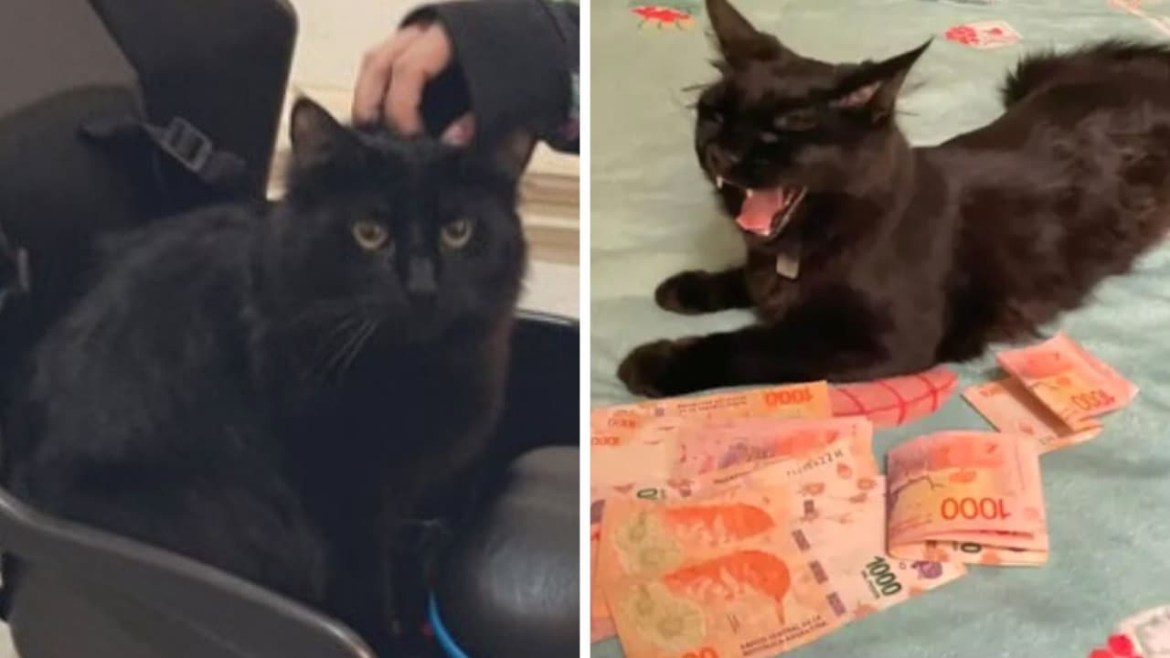 Gatito se mete a casa de su vecino para robarle un fajo de billetes: lo llaman "michi ladrón"