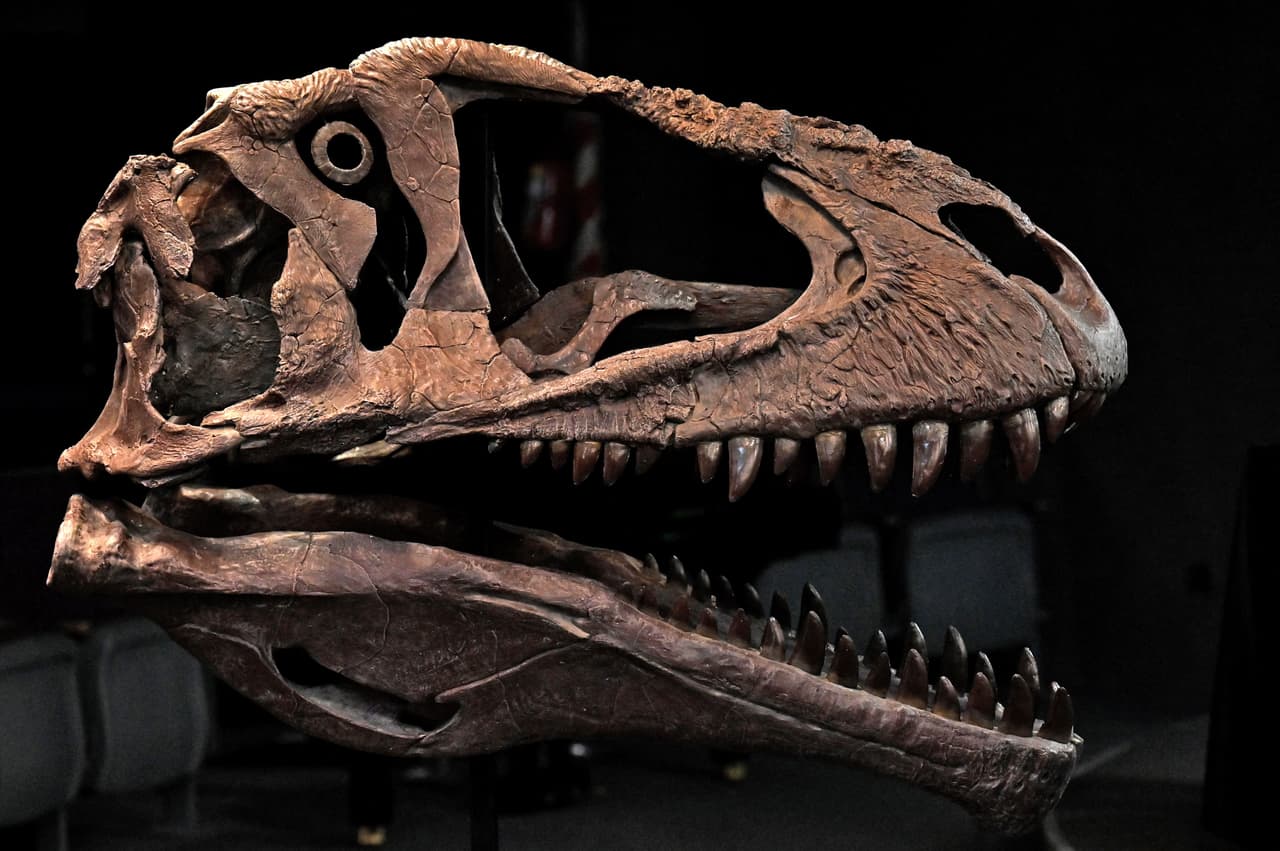 El Meraxes Gigas
<b> </b>tenía una cabeza enorme y una característica que sorprendió a los expertos: sus brazos diminutos, de modo similar a los del famoso 
<b>T Rex,</b> 
<b>Tiranosaurio Rex, o Tyrannosaurus rex. </b>
<br>
<br>El hallazgo científico, publicado en la revista Current Biology, 
<b>sugiere que las pequeñas extremidades anteriores de estos depredadores no fueron un accidente evolutivo, sino que les dieron ciertas ventajas de supervivencia. </b>
<br>