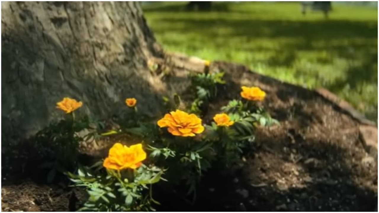 Las flores amarillas aparecen en la escena post créditos.