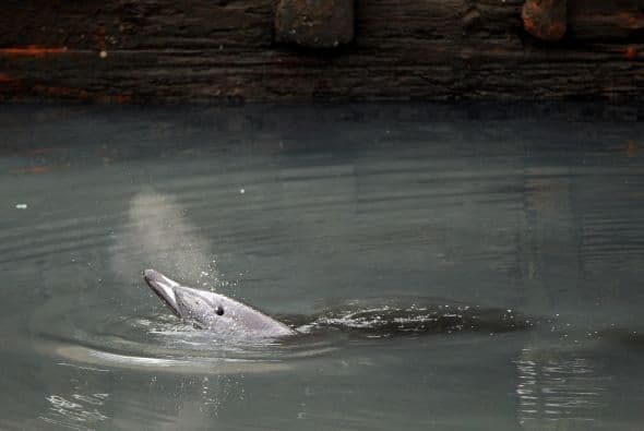 Delfin quedó atascado en canal contaminado en NY