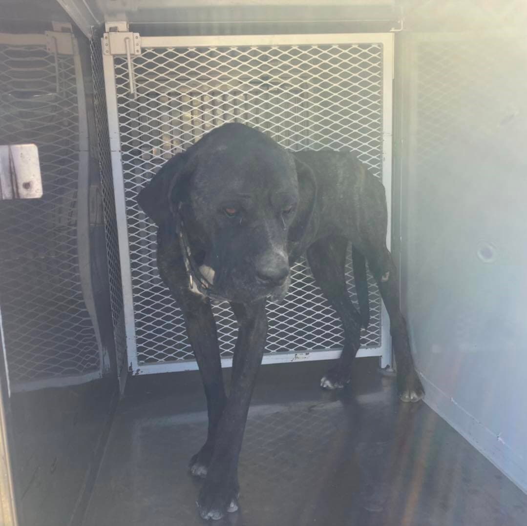 Bomberos del Condado de Kern rescatan a perra atrapada en pozo, en Rosamond