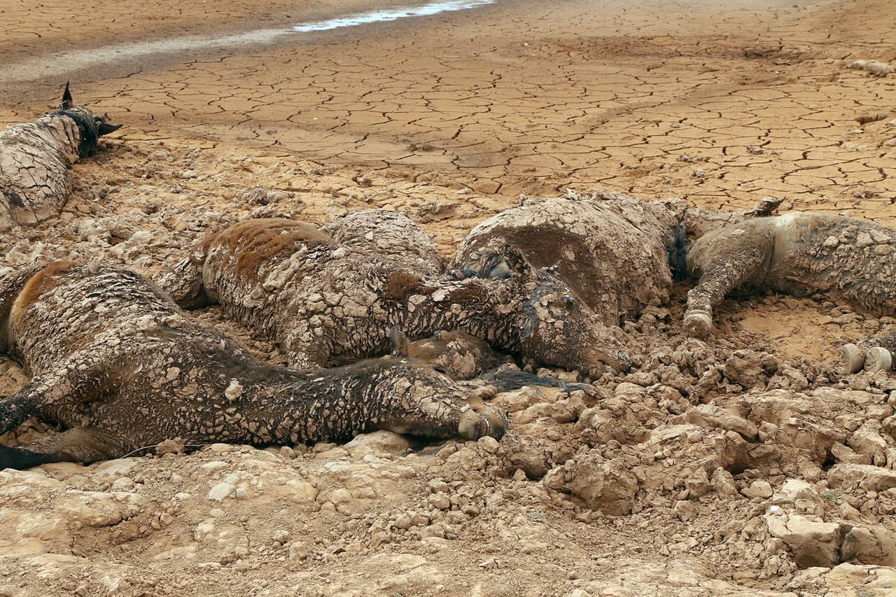 Hay una cantidad de entre 50,000 a 70,000 caballos salvajes en la Nación Navajo y la muerte de animales durante la sequía no es un fenómeno nuevo sino estacional, aseguró el líder indio Begaye. La Nación Navajo ocupa porciones del noreste de Arizona, el sureste de Utah y el noroeste de Nuevo México.