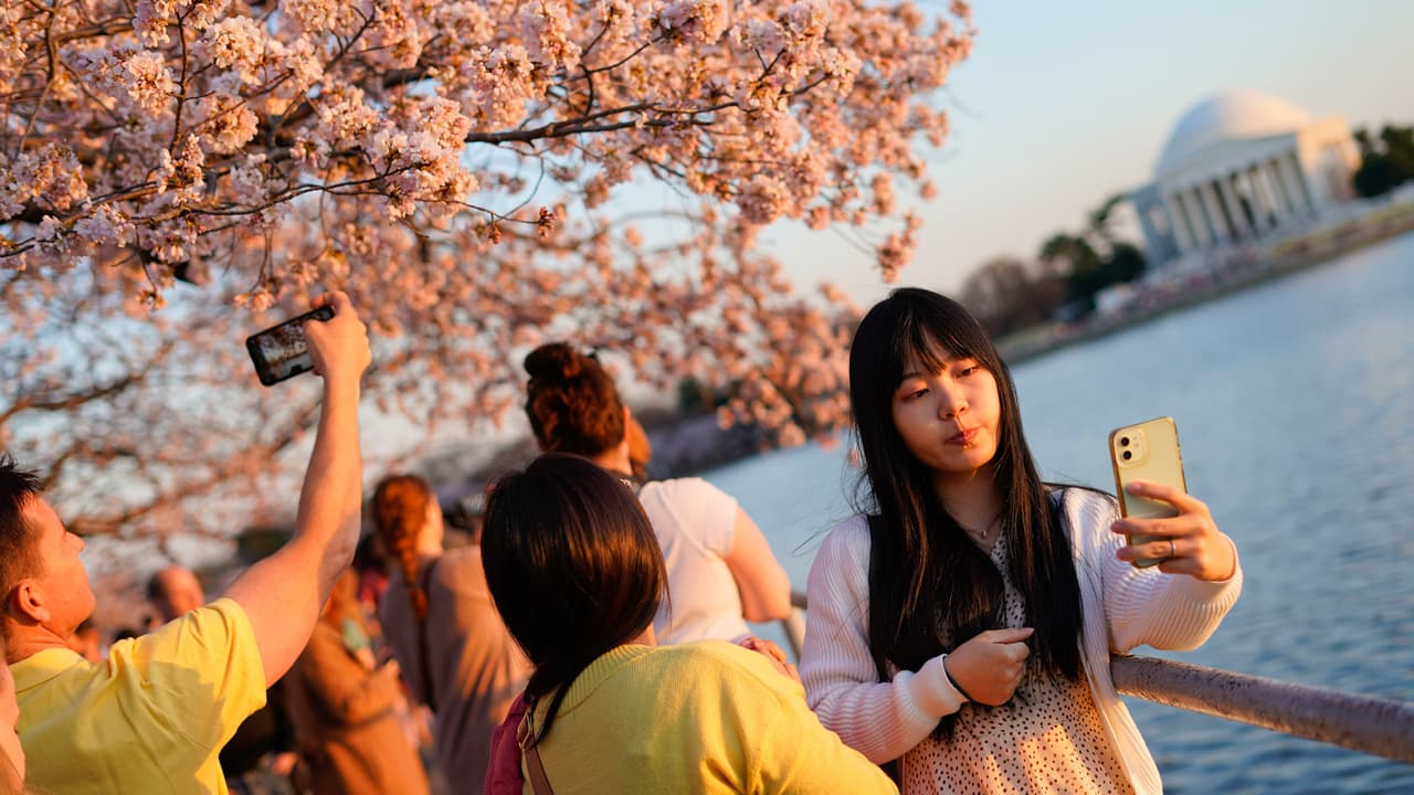 El Festival Nacional del Cherry Blossom se extenderá hasta el 17 de abril.