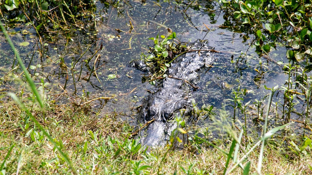 También existe la posibilidad de pescar en los lagos designados por las autoridades.
