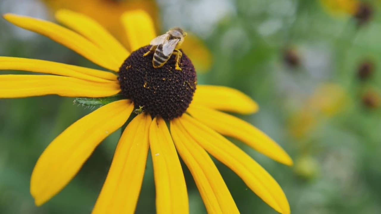 Revelan impacto de alergias en Raleigh: claves para pacientes en temporada de polen