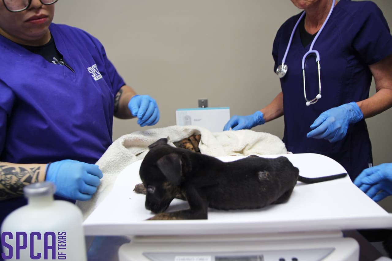 Los animales fueron atendidos por veterinarios certificados.