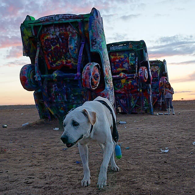 ¡El perrito chocó autos! ¡Ah, no! Está en el Rancho de Cadillac, en Amarillo, Texas.