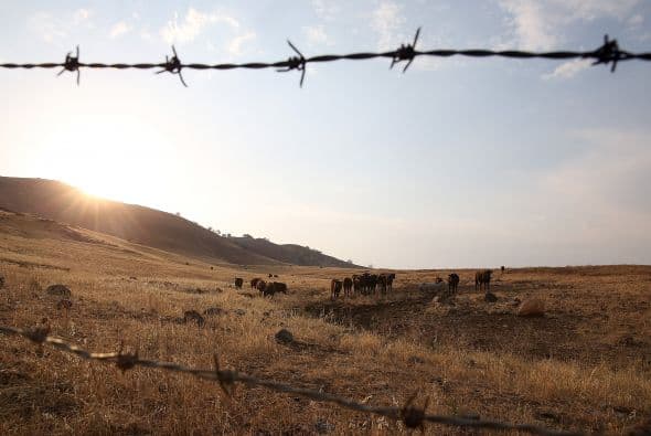 Un rebaño se alimenta en campo con pasto seco en las laderas que rodean el lago Success, en Porterville, donde numerosas casas están viviendo sin agua corriente debido a la grave situación. 