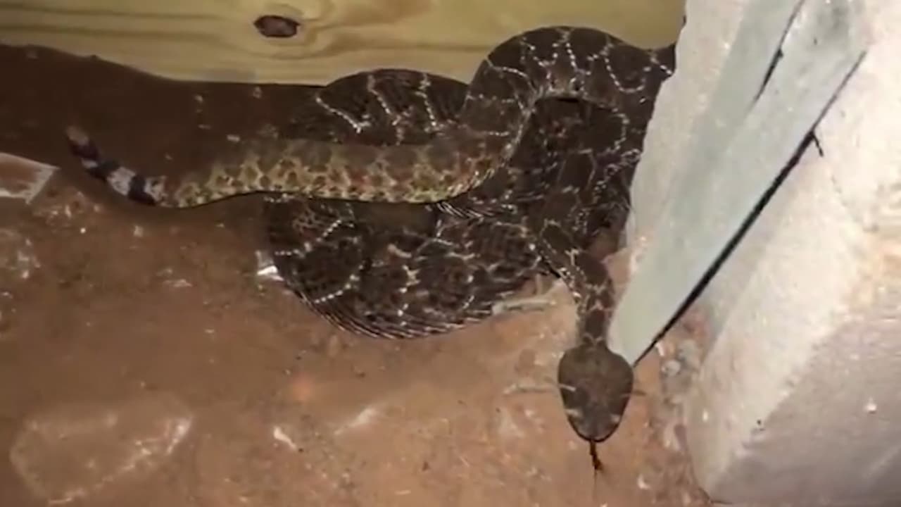 Encuentran 45 serpientes cascabel debajo de una casa al oeste de Dallas