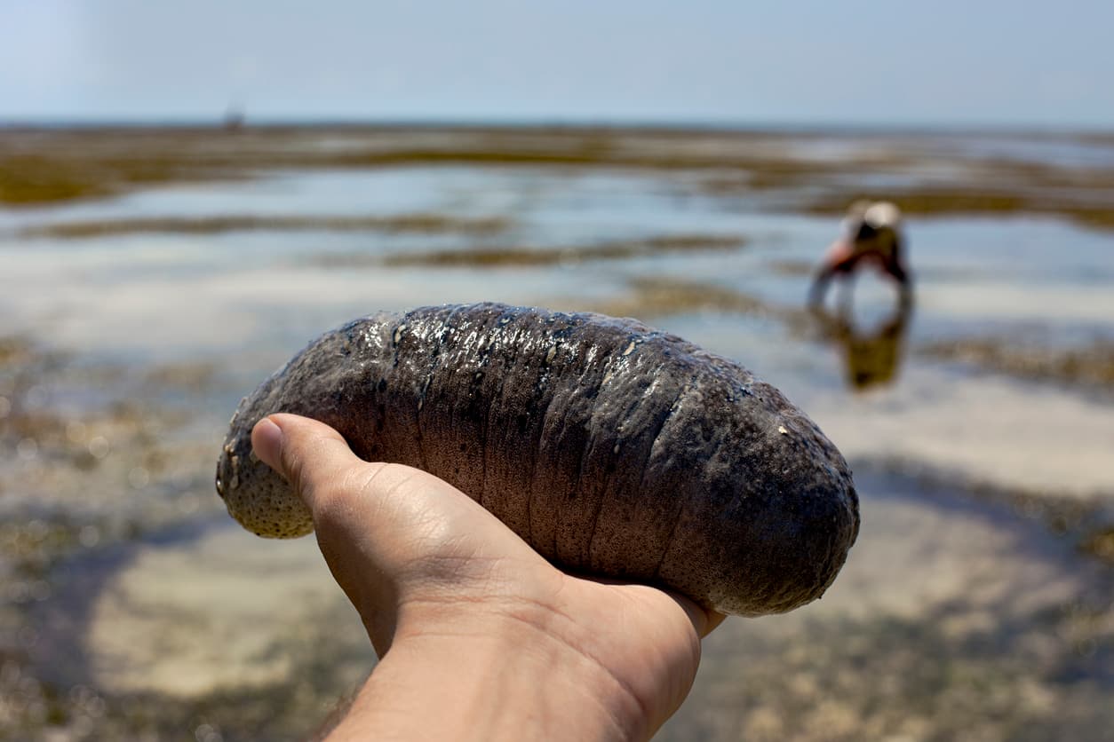 El contrabando de este extraño animal marino generó $17 millones a una familia hispana (y 26 cargos judiciales)