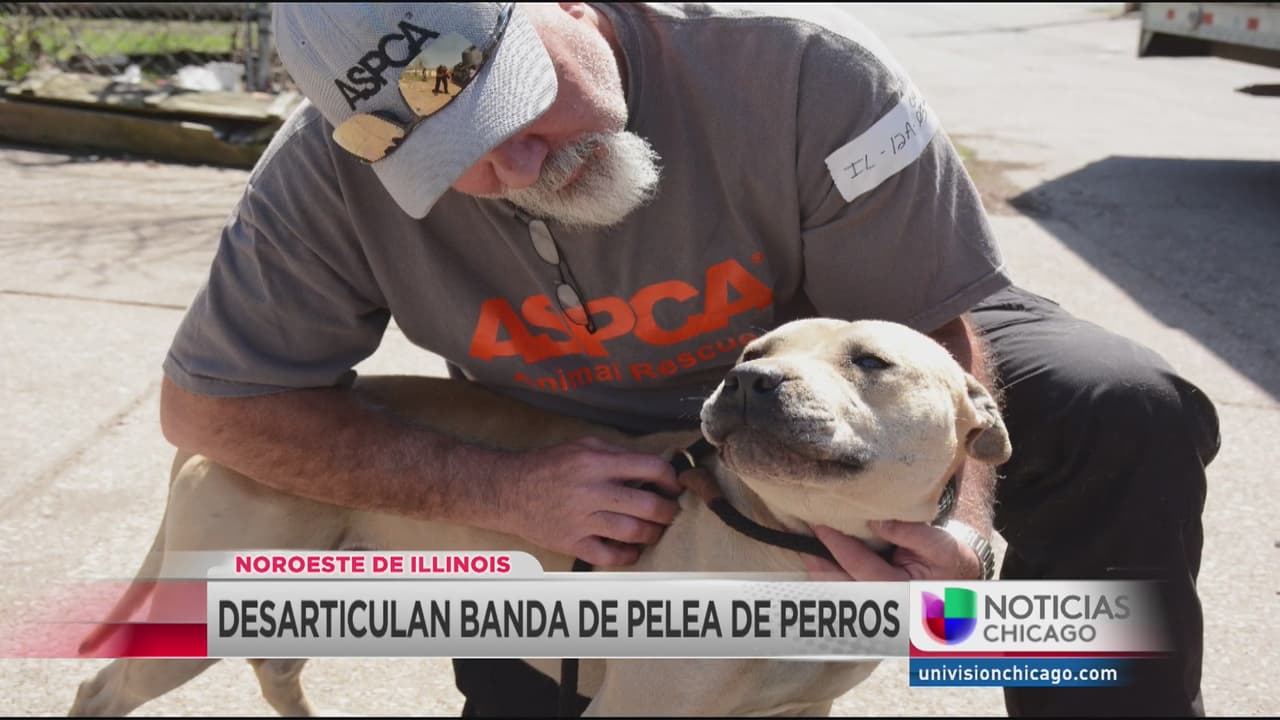 Rescatan a 64 perros pit bulls que planeaban usar para peleas