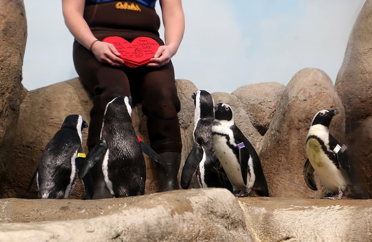 En el recinto se ha vuelto una tradición que en el Día del Amor y la Amistad, los empleados del lugar les entreguen corazones con mensajes escritos por los visitantes a la Academia.