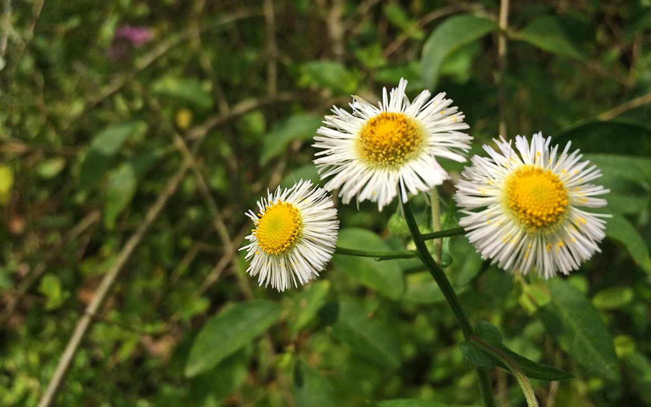 Junto con las Bluebonnets —flor oficial de Texas , en los bosques, autopistas, praderas, senderos y playas texanas se puede apreciar una variada gama de flores silvestres de todos los colores, tamaños y formas durante la primavera