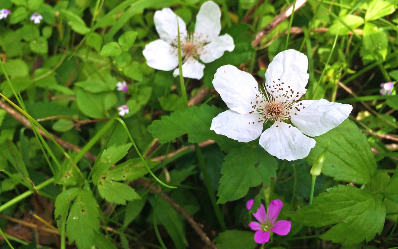 Junto con las Bluebonnets —flor oficial de Texas , en los bosques, autopistas, praderas, senderos y playas texanas se puede apreciar una variada gama de flores silvestres de todos los colores, tamaños y formas durante la primavera