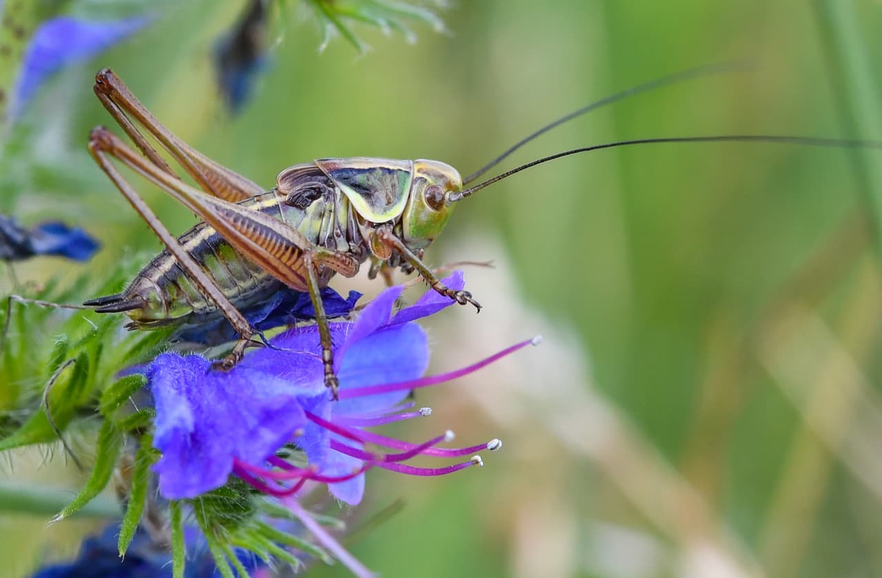 ¿Qué son exactamente? Se lla insectos a animales invertebrados que pueden variar muchísimo en términos de forma y tamaño. La mayoría de ellos, sin embargo, no suelen ser enorme. De hecho, miles de especies son microscópicos.