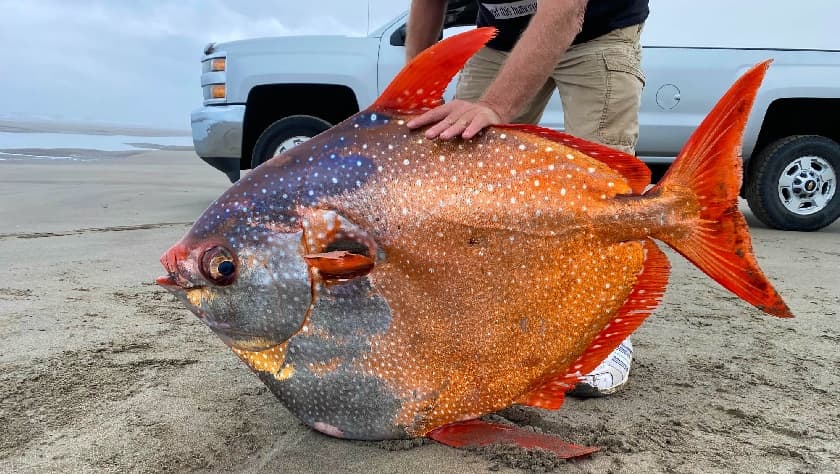 El ejemplar de pez Opah hallado el 14 de julio de 2021 en Sunset Beach de Oregon.
