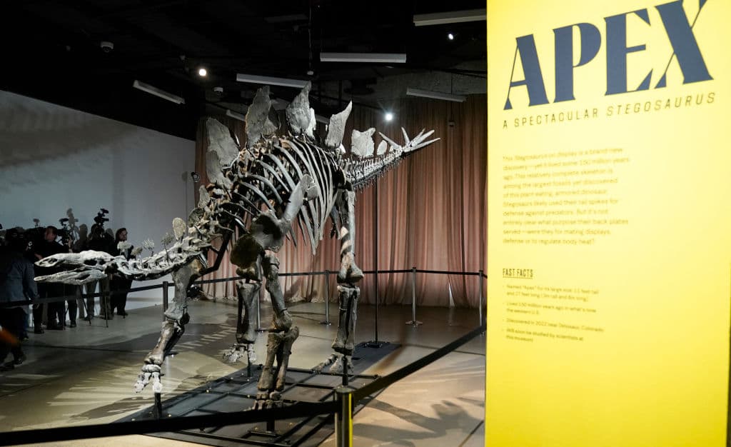 El estegosaurio, que mide 20 pies de largo y 11 pies de alto, superó el récord anterior establecido por un esqueleto de T. rex vendido por 31.8 millones de dólares en 2020.