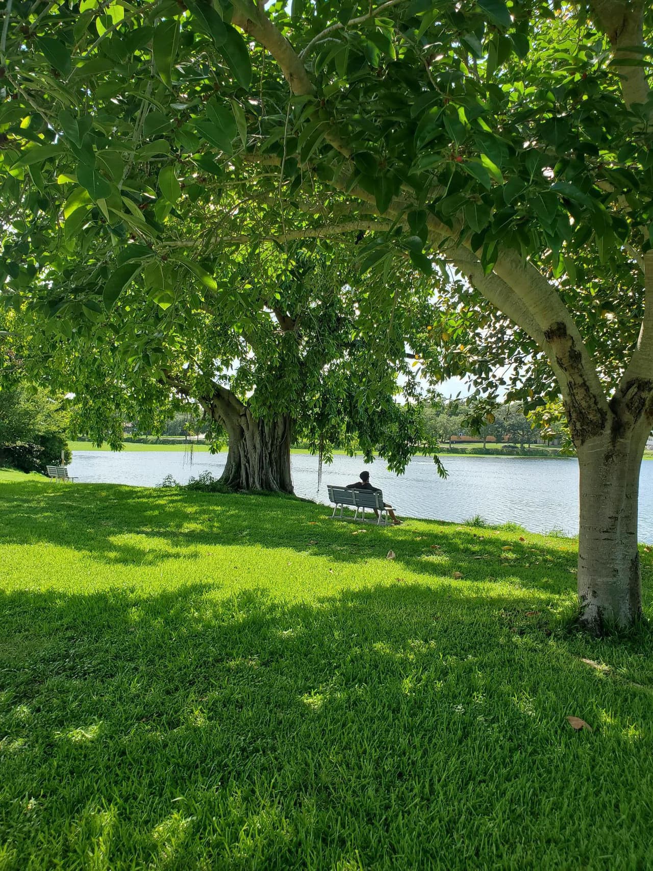 Contemplar la naturaleza bajo la sombra de los árboles es una de las opciones para quienes desen tener un poco de tranquilidad.