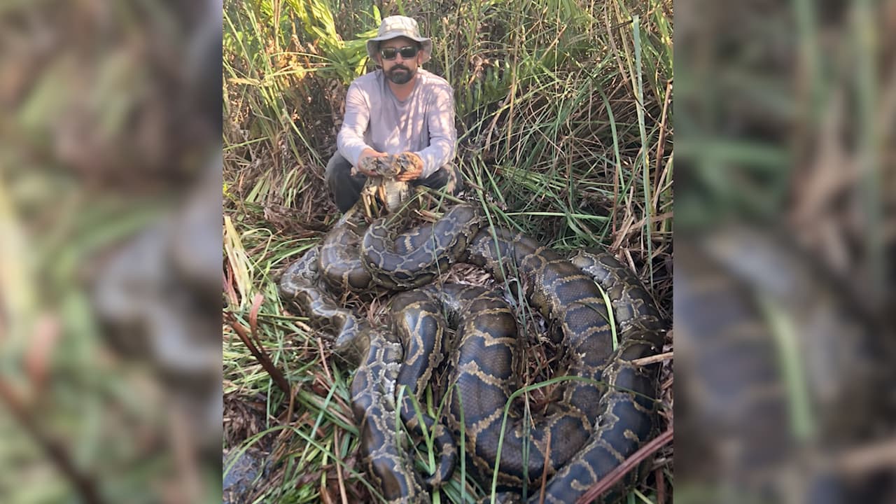 Ian Bartoszek tenía dos pitones cuando estudiaba en la escuela Marjory Stoneman Douglas, de Parkland. Ahora, este conservacionista que se encarga de estudiar y matar esta especie invasora, rompió un récord al capturar esta pitón de 18 pies y 215 libras.
