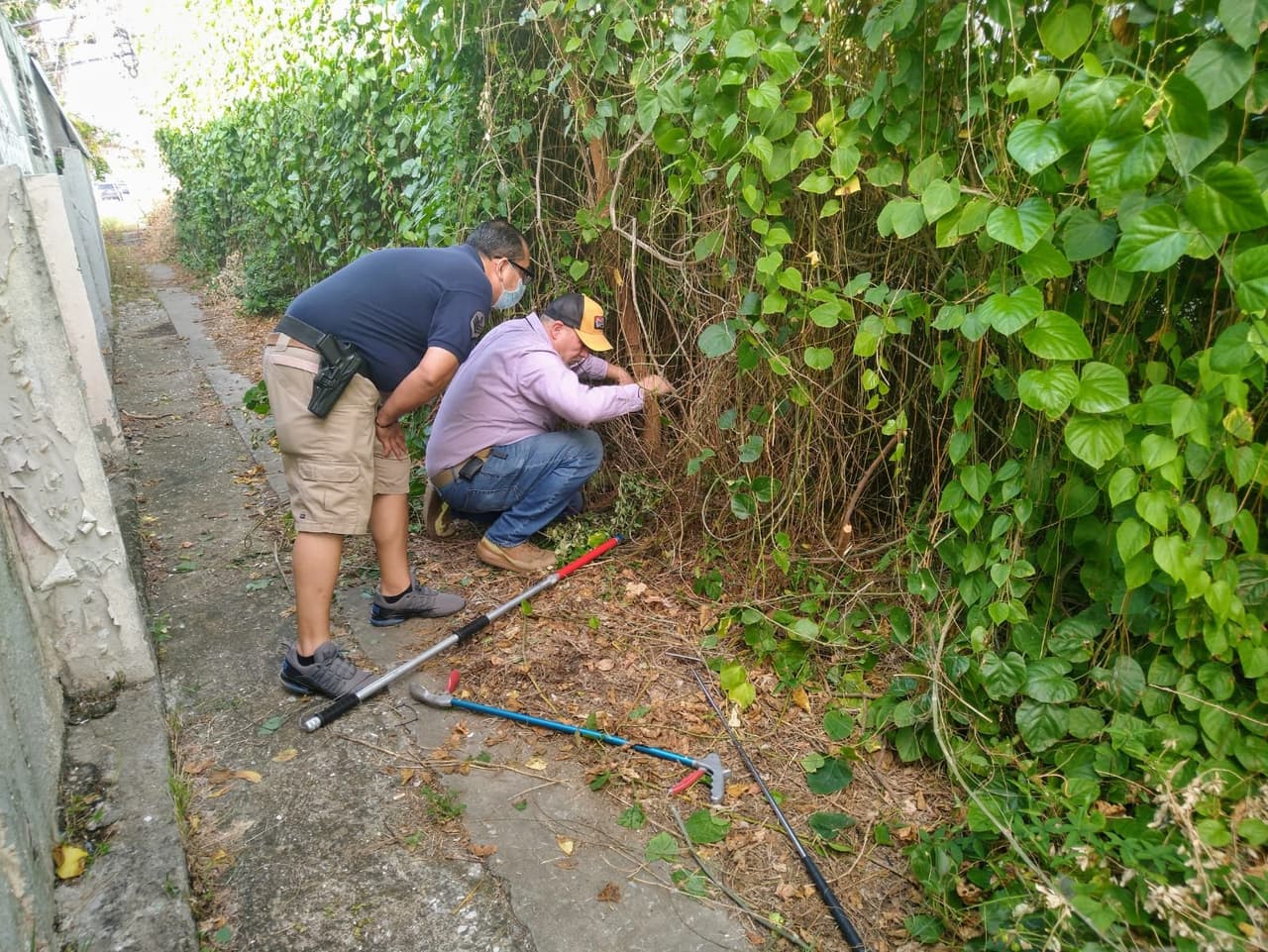 Además, puede alcanzar casi los cinco metros de longitud.
<br>