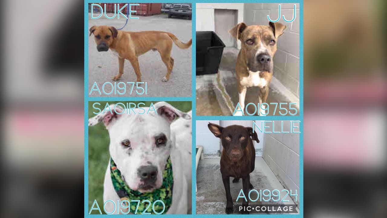 Si estos animalitos no tienen la suerte de encontrar un hogar que los adopte, serán sacrificados a partir del 2 de junio.