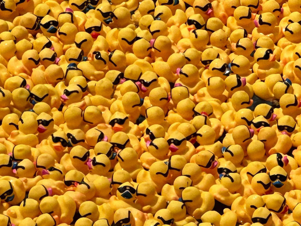 <b>4) </b>Los patitos se adoptan 1 por $10; seis por $30; 12 por $60; 24 por $120 y 240 por $1,200, y cada persona puede ponerle su nombre.