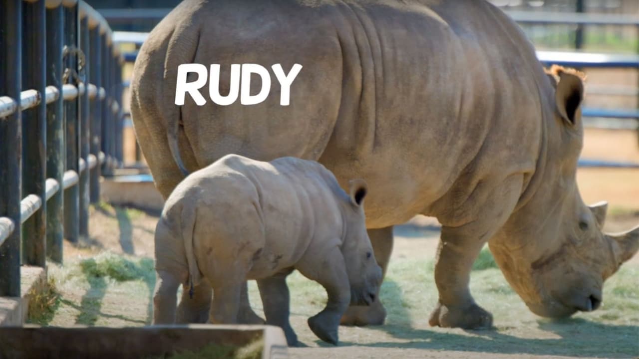Conoce a Rudy: nace un rinoceronte blanco en un rancho de San Antonio