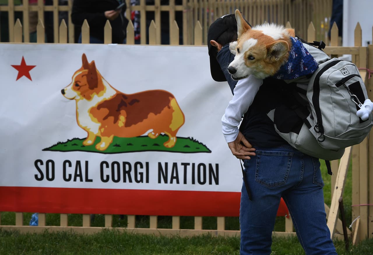 En California se celebró la 17 carrera nacional de estos simpáticos perritos el domingo 26 de mayo.