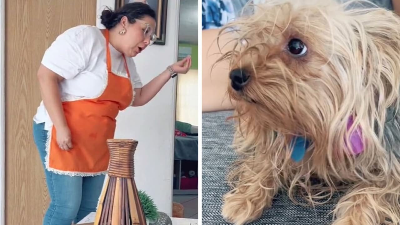 Regaña a sus perritas por pelear y el divertido discurso causó furor: "No son de la calle"