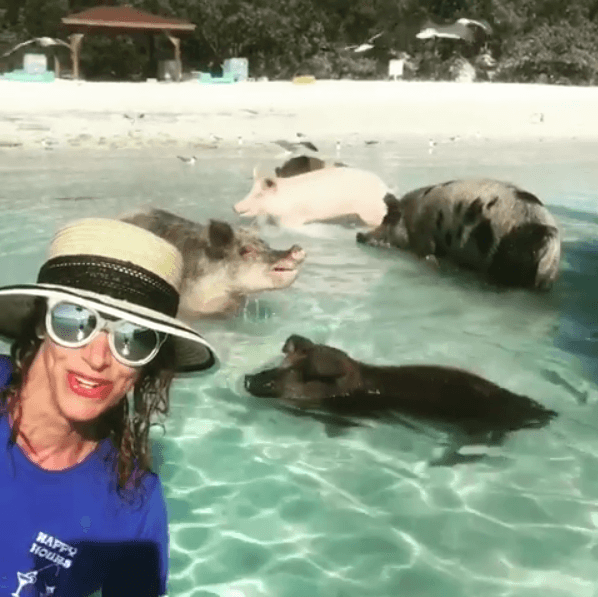 Y tú, ¿te atreverías a nadar junto a estos adorables cerditos?